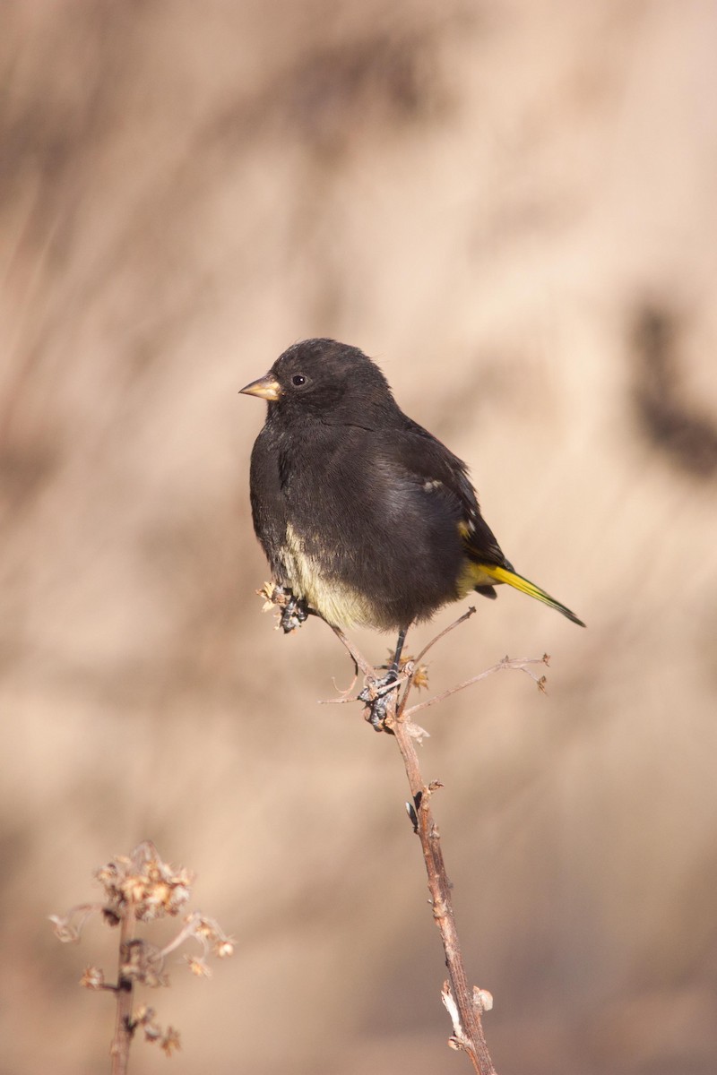 Black Siskin - ML31348391