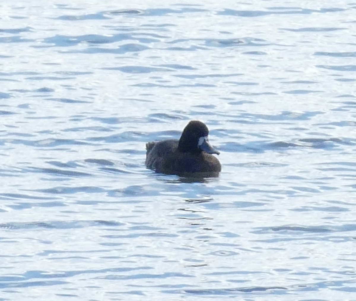 Greater Scaup - ML313484101