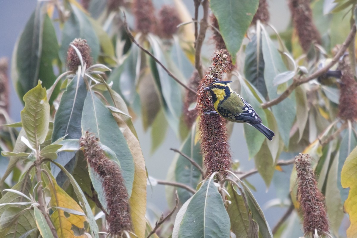 Himalayan Black-lored Tit - ML313484471