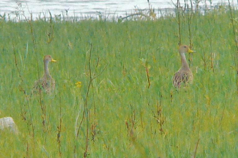 Yellow-billed Pintail - ML313484731