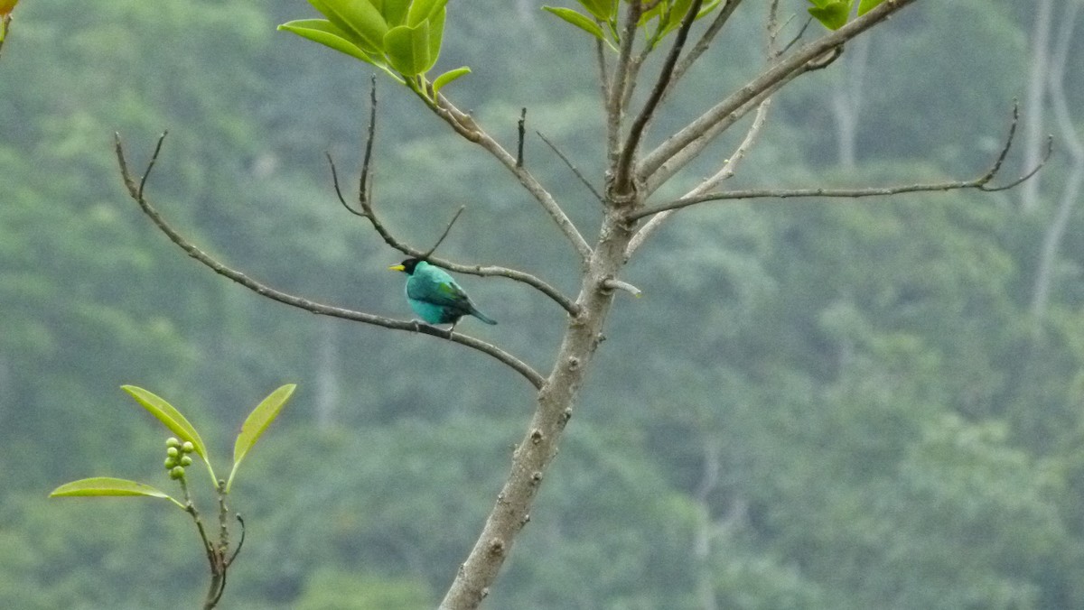 Green Honeycreeper - ML313485191