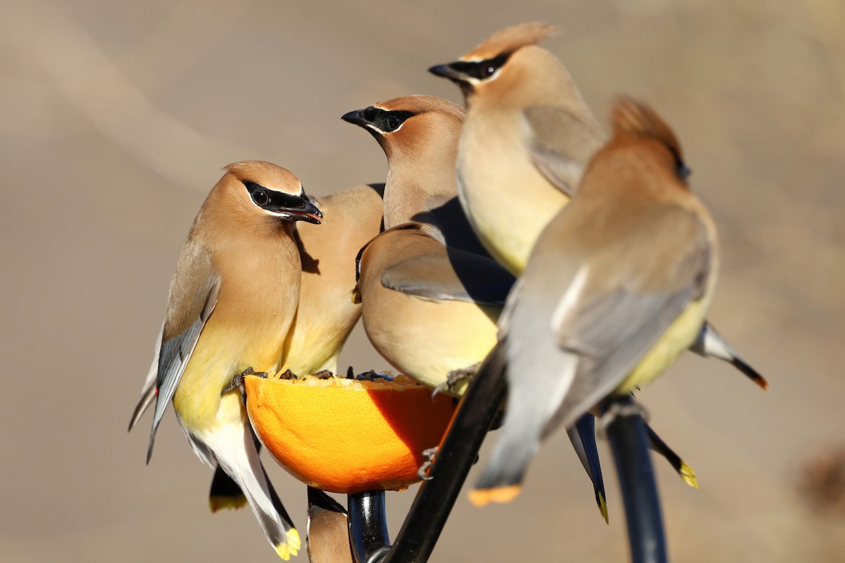 Cedar Waxwing - ML313485691