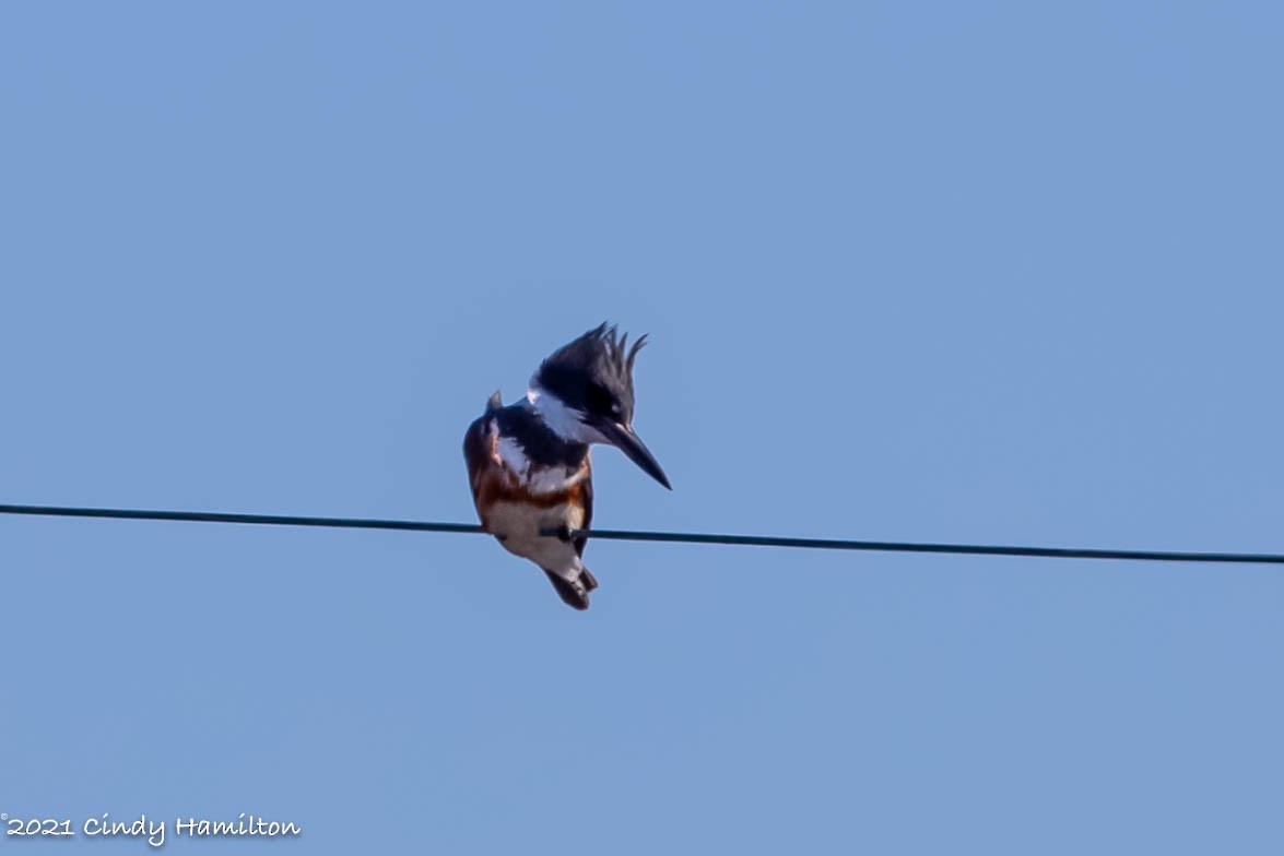 Belted Kingfisher - ML313486921