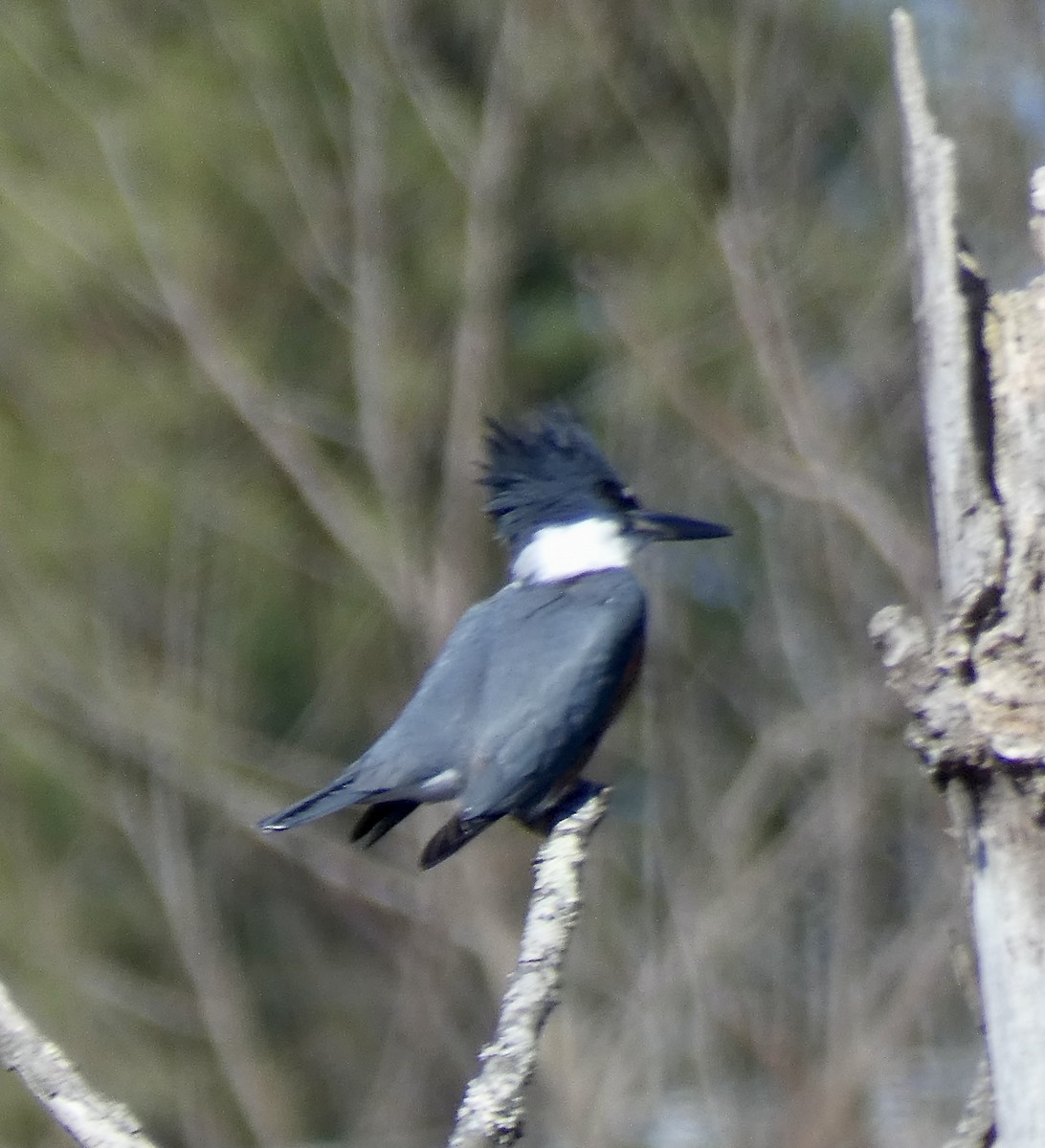 Belted Kingfisher - ML313489051