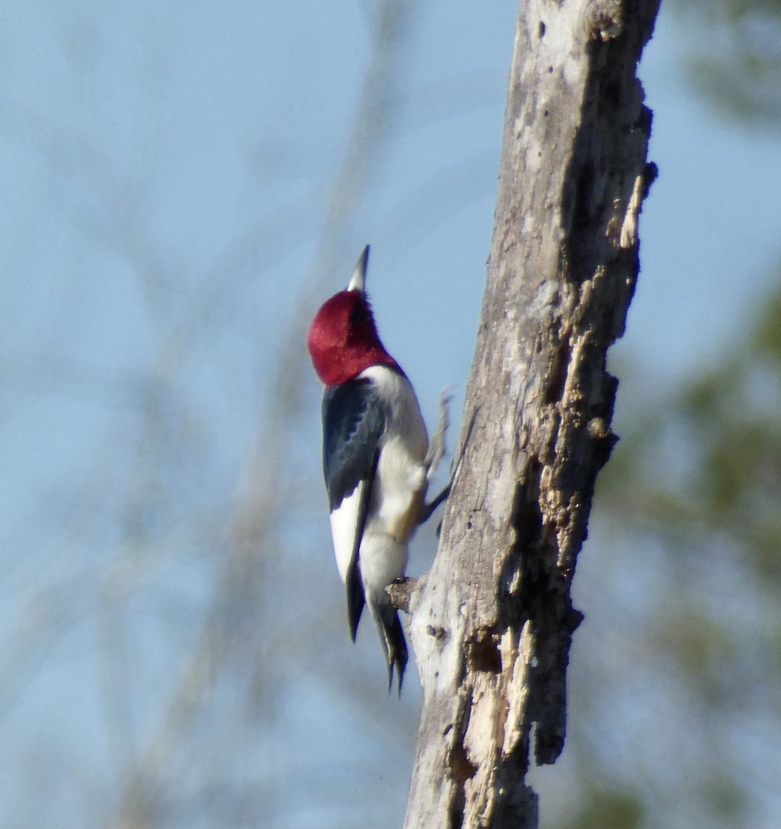 Red-headed Woodpecker - ML313489111