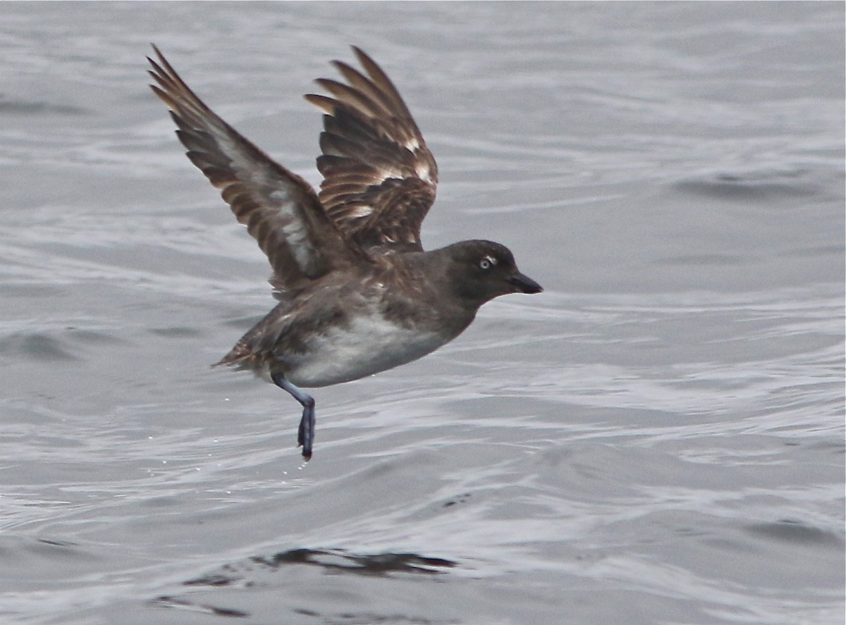 Cassin's Auklet - ML31348941