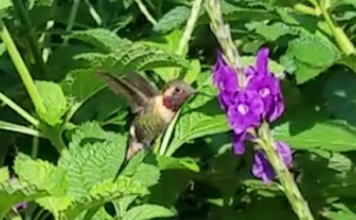 Colibrí Abejorro - ML313490191