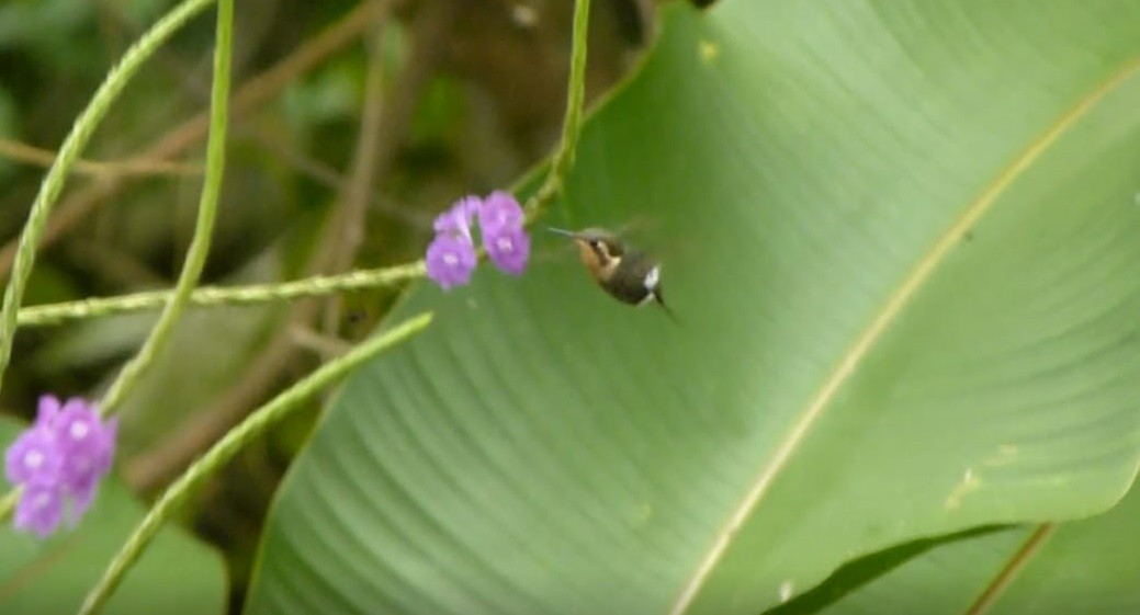 Colibrí Abejorro - ML313491351