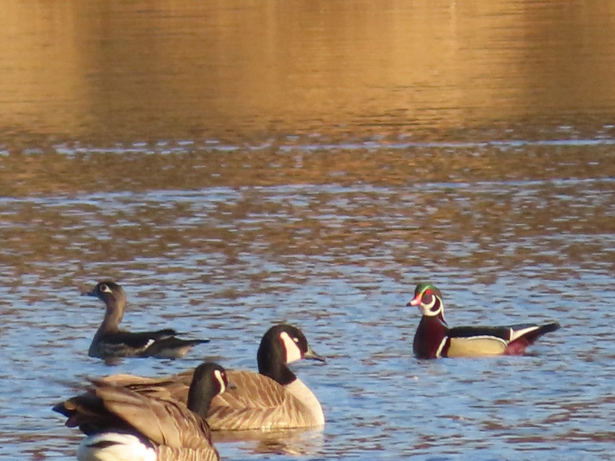 Wood Duck - ML313491891