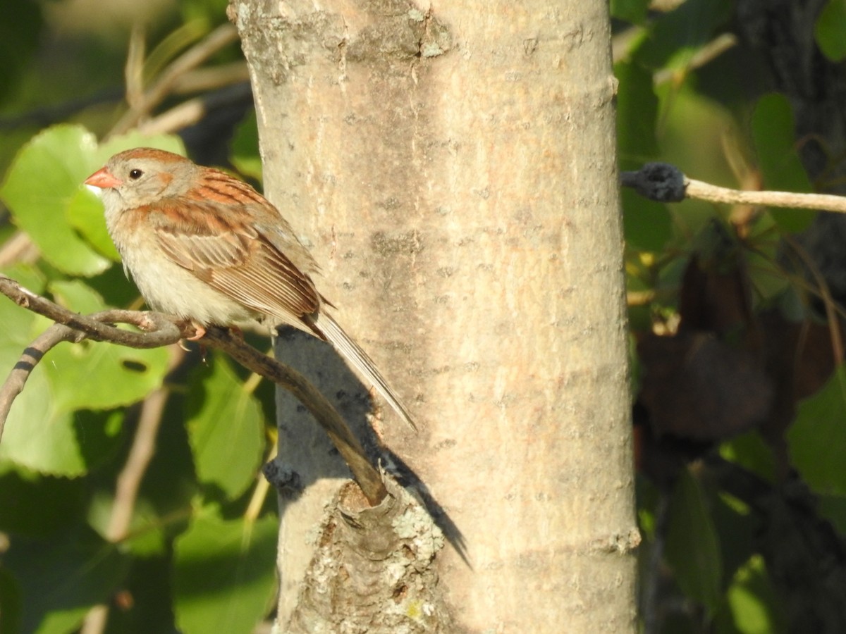 Field Sparrow - Bruce Hoover