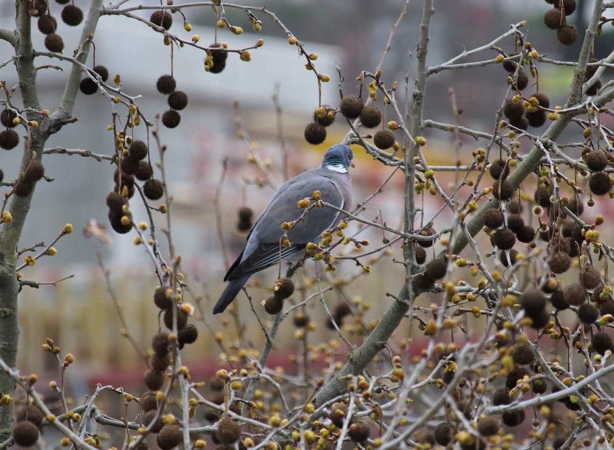 Common Wood-Pigeon (White-necked) - ML313493831