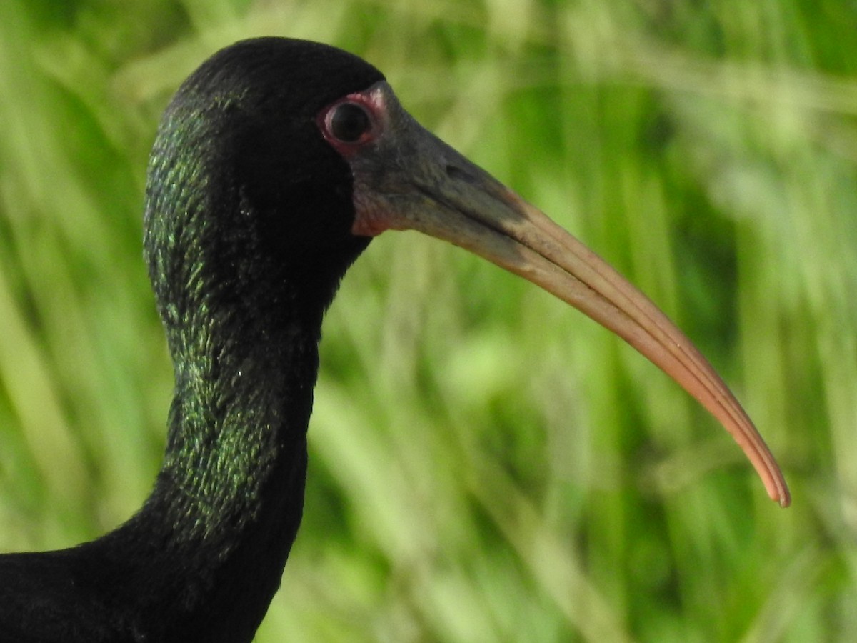 ibis tmavý - ML313495231
