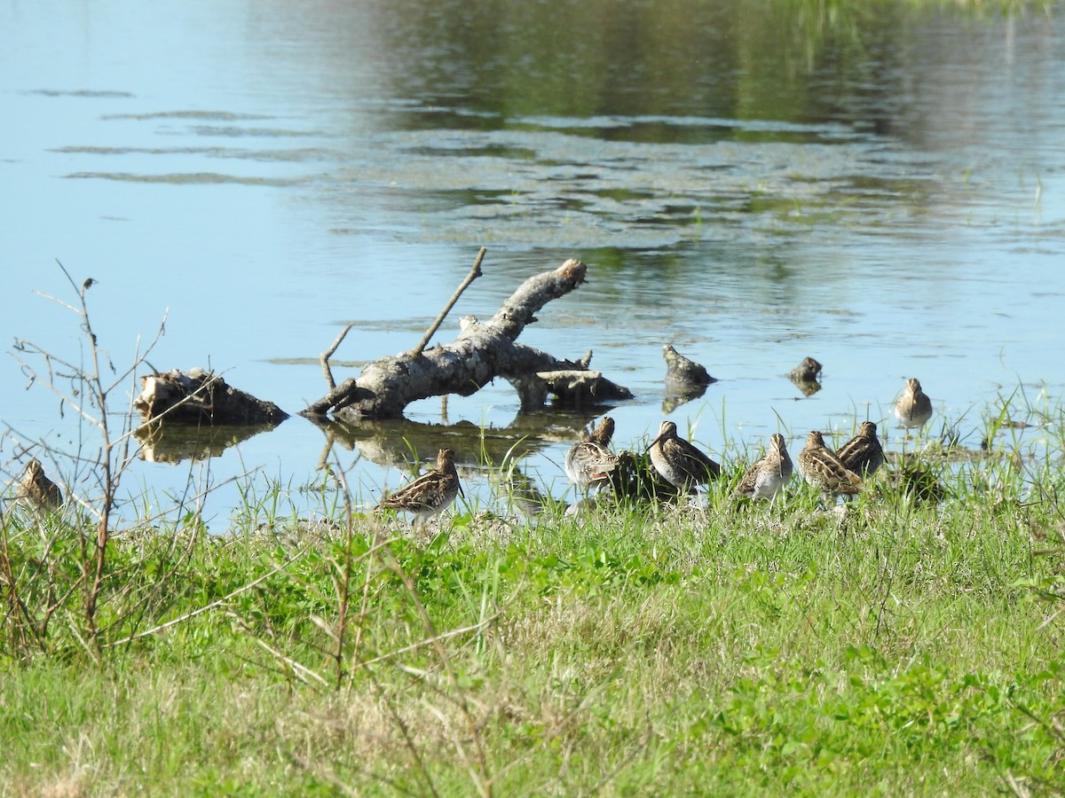 Wilson's Snipe - ML313496841