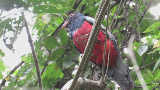 Gri Kuyruklu Trogon - ML313496961