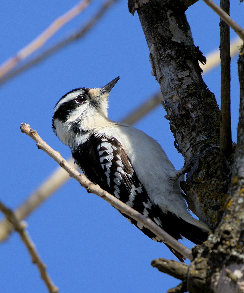 Downy Woodpecker - ML313497261