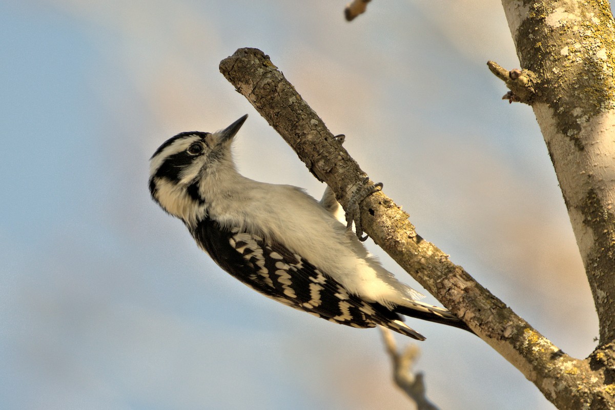 Downy Woodpecker - ML313497271