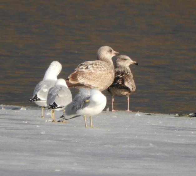 Herring Gull - ML313497611