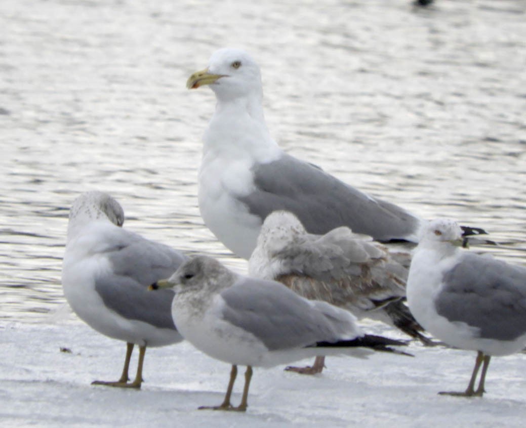 Herring Gull - ML313497631