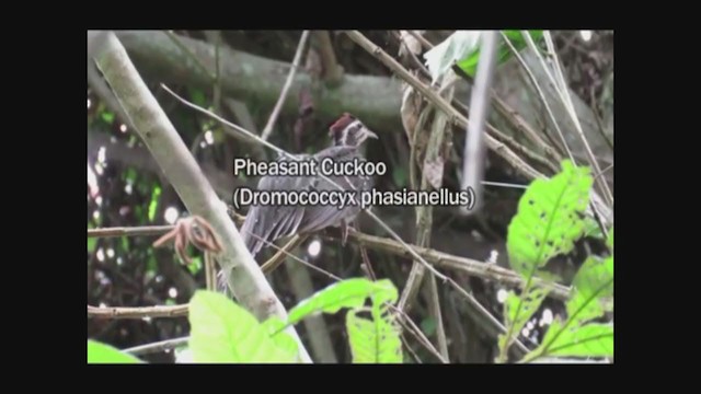 Pheasant Cuckoo - ML313499651