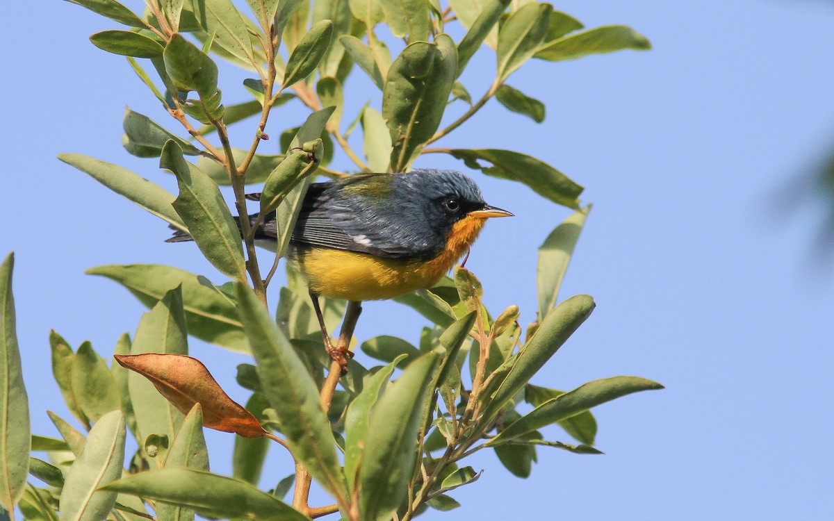Tropical Parula (Middle American) - ML313501551