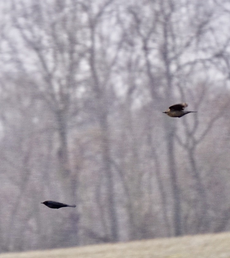 Rusty Blackbird - ML313506001