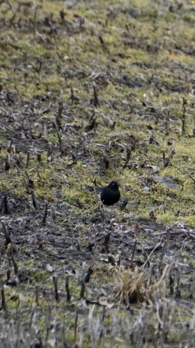 Rusty Blackbird - ML313506011