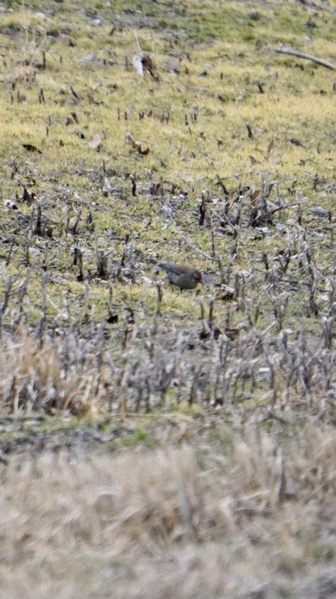 Rusty Blackbird - ML313506021