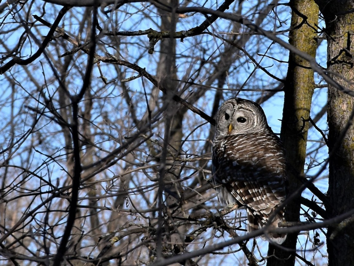 Barred Owl - Andy Courcelles