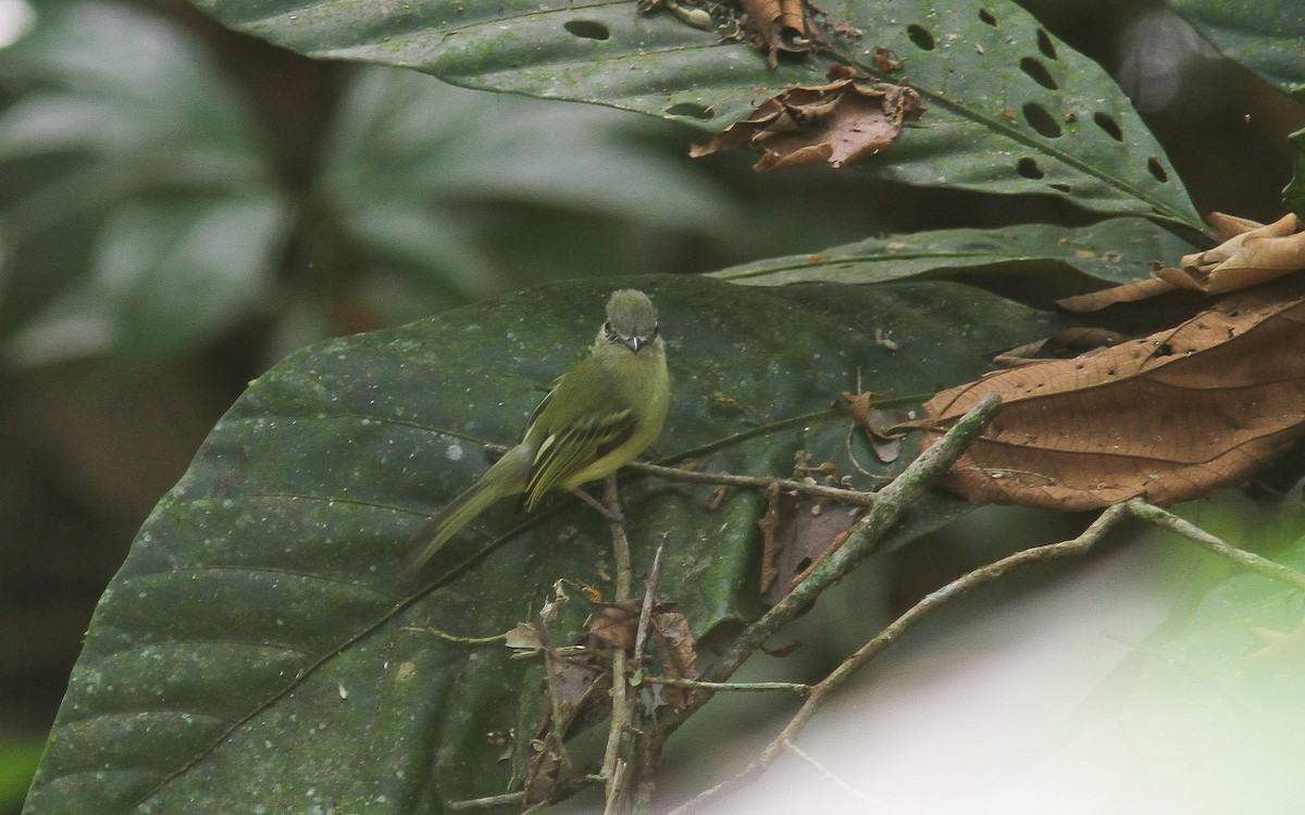 Yellow-olive Flatbill (Yellow-olive) - ML313508061