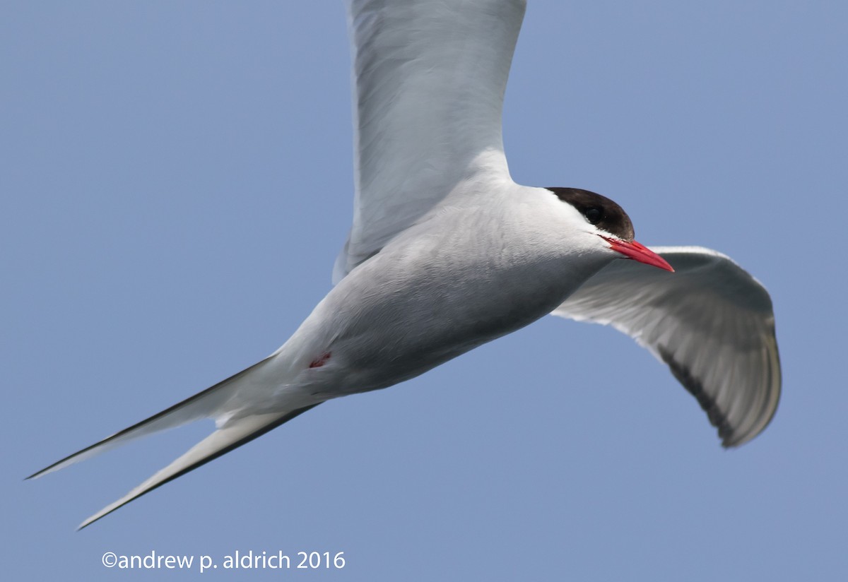 Arctic Tern - andrew aldrich