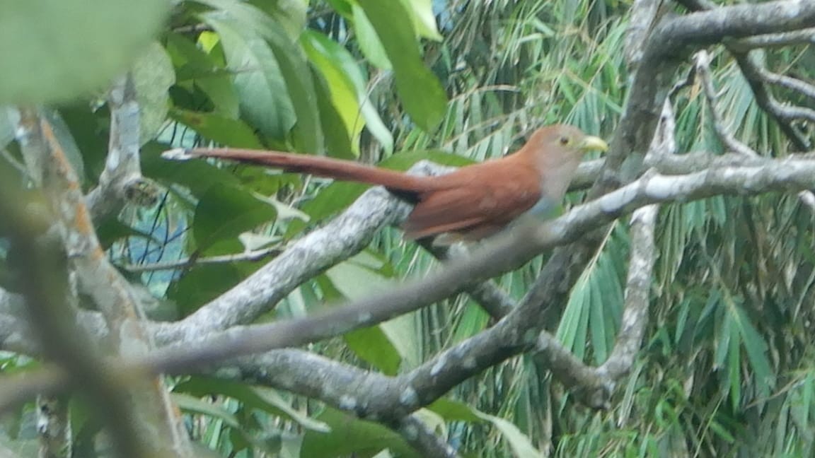 Squirrel Cuckoo - ML313509711