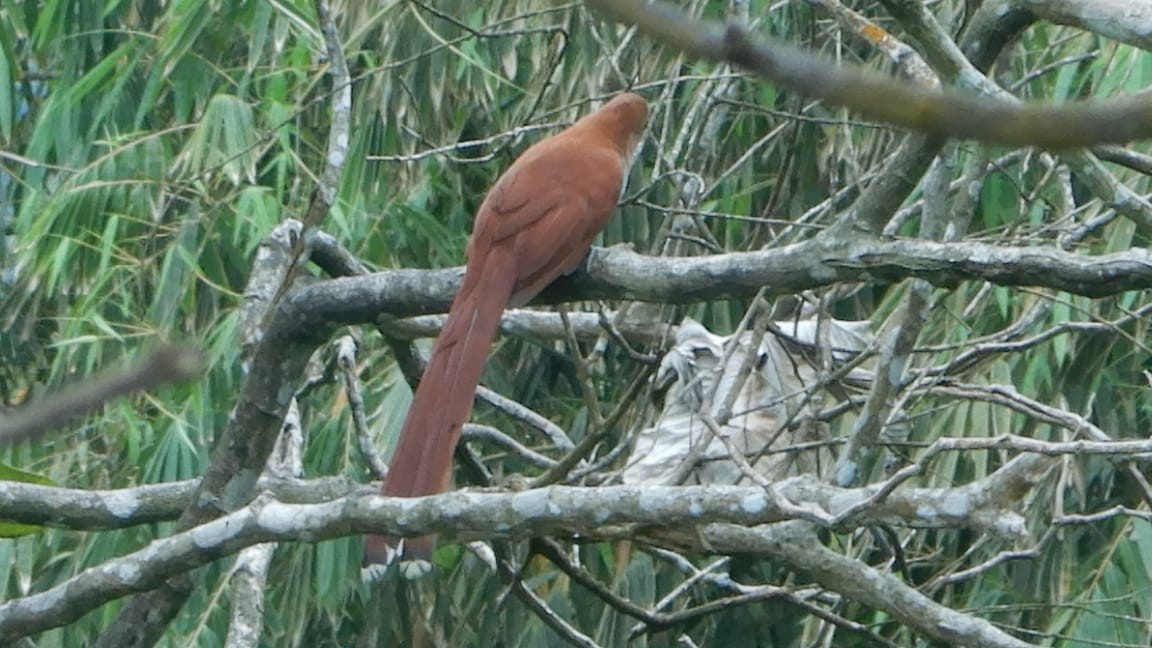 Squirrel Cuckoo - ML313509721