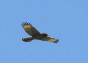 Roadside Hawk - ML313509771