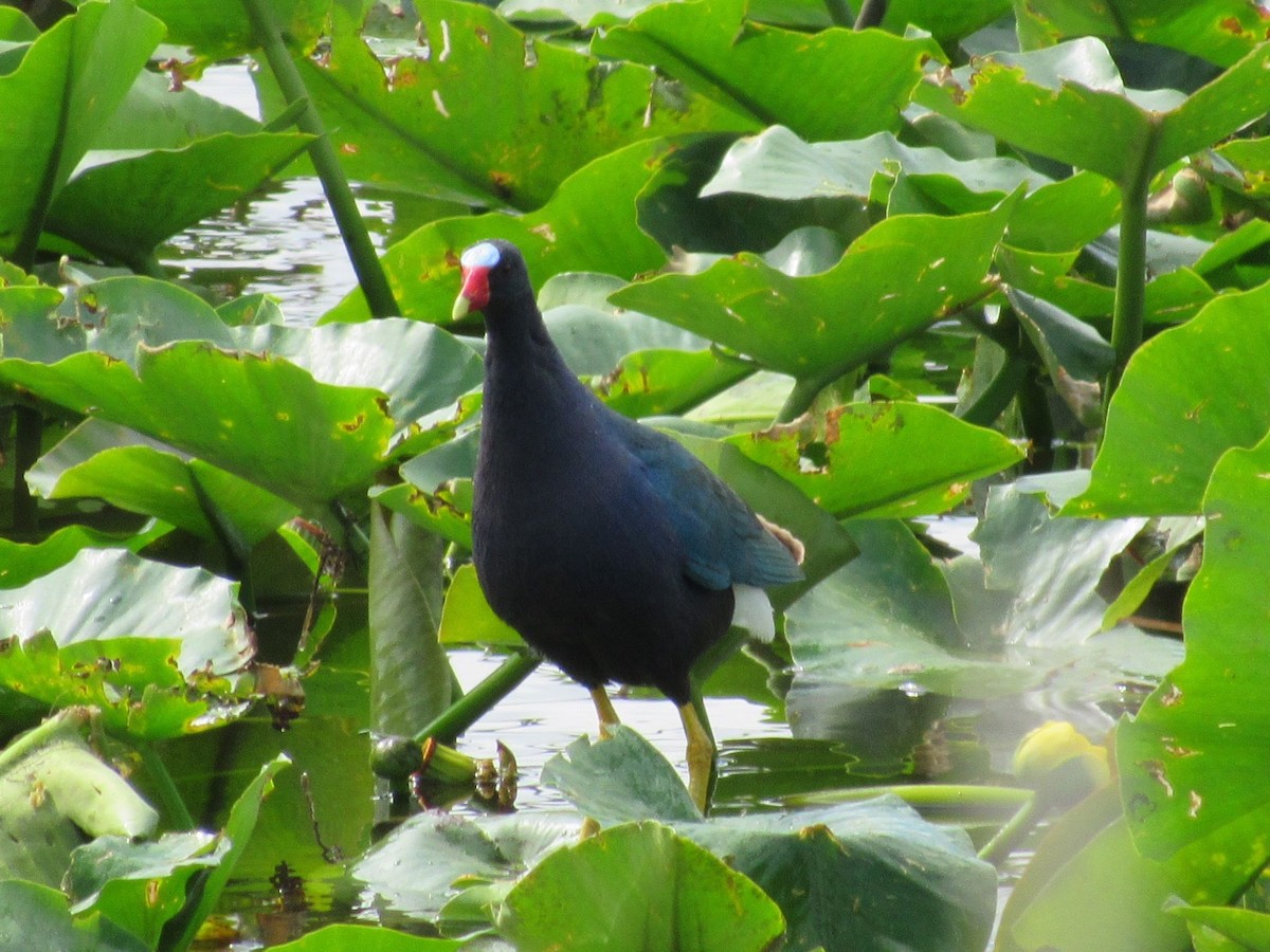 Purple Gallinule - ML313510151