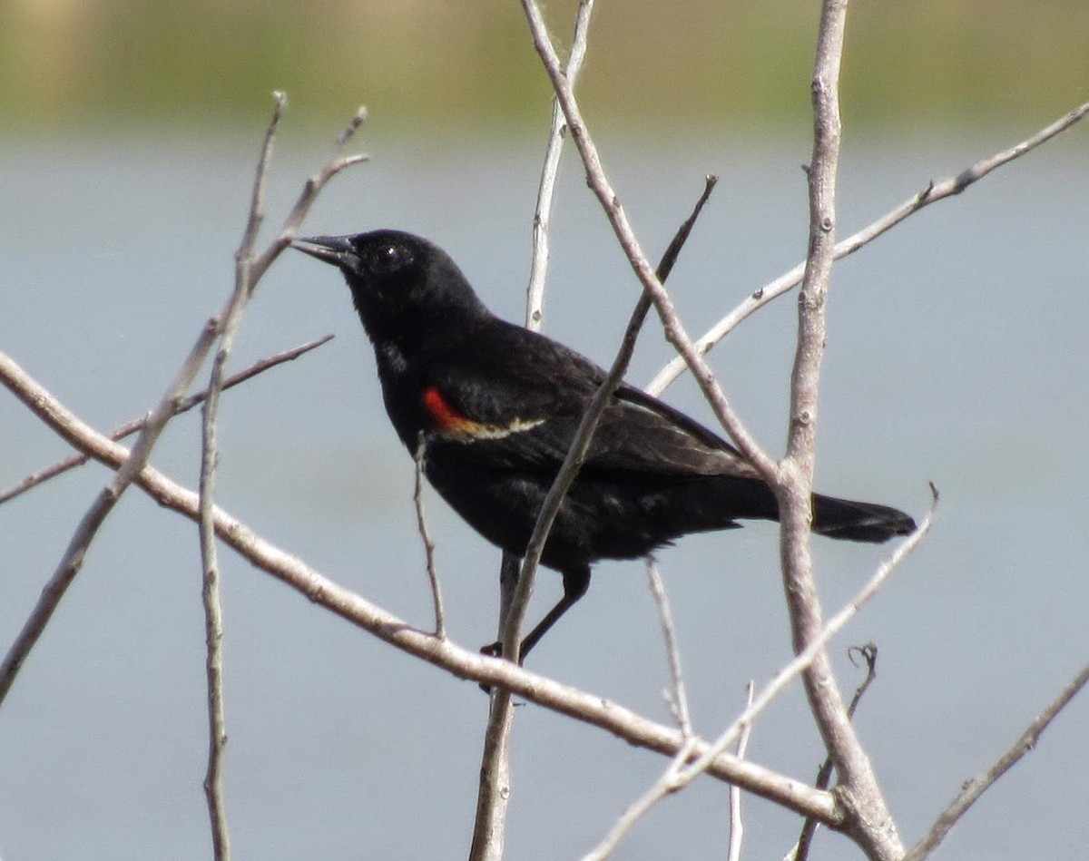 Red-winged Blackbird - Marcia Yeip