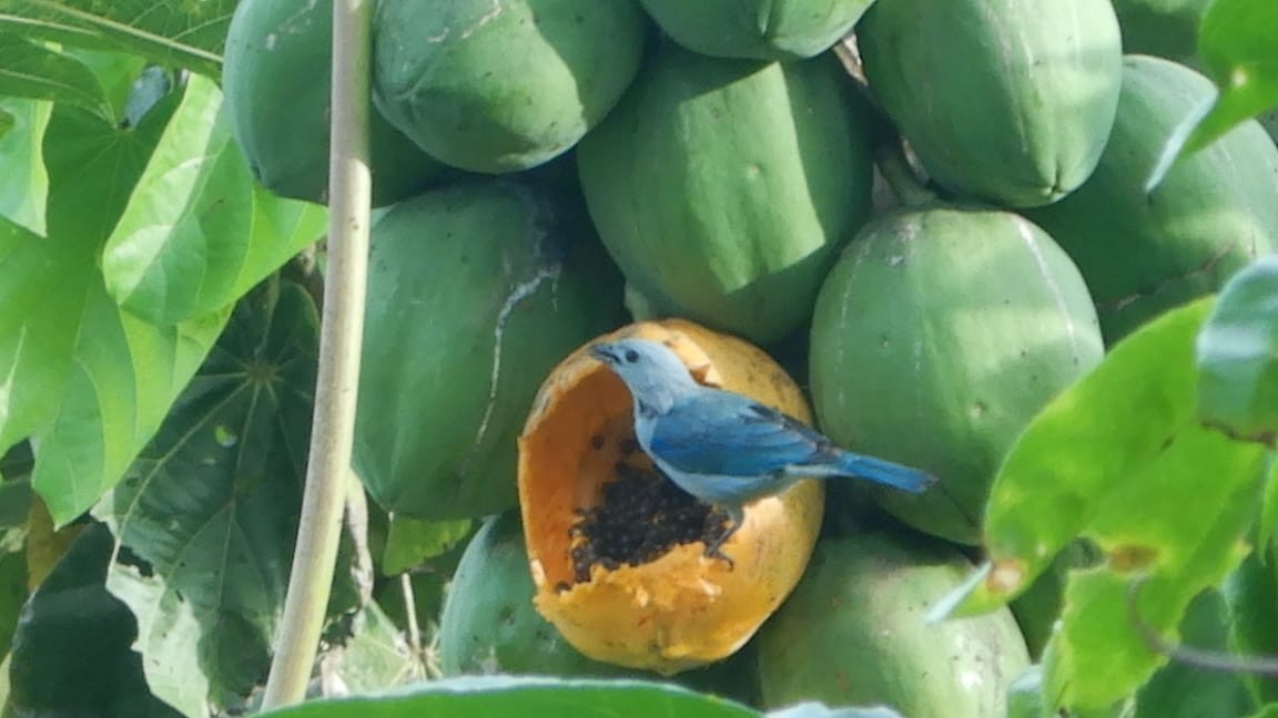 Blue-gray Tanager - ML313510521