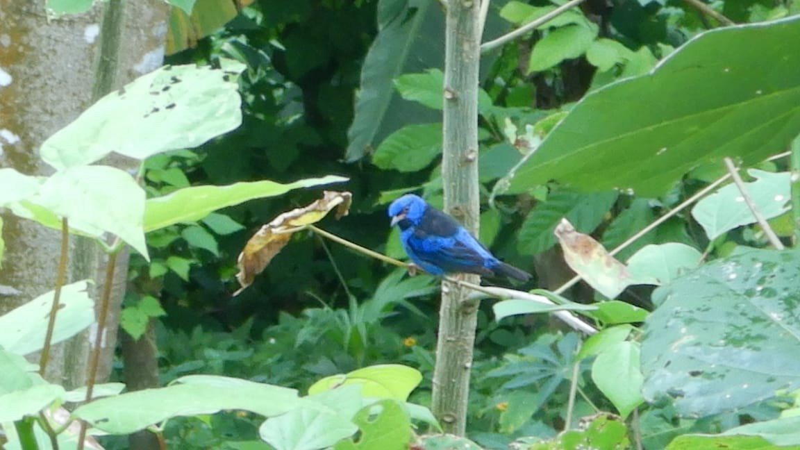 Blue Dacnis - ML313510711