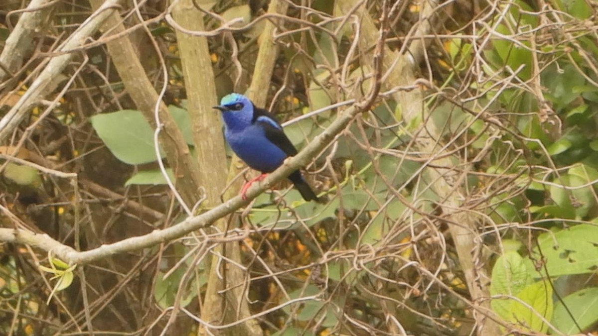 Red-legged Honeycreeper - ML313510731