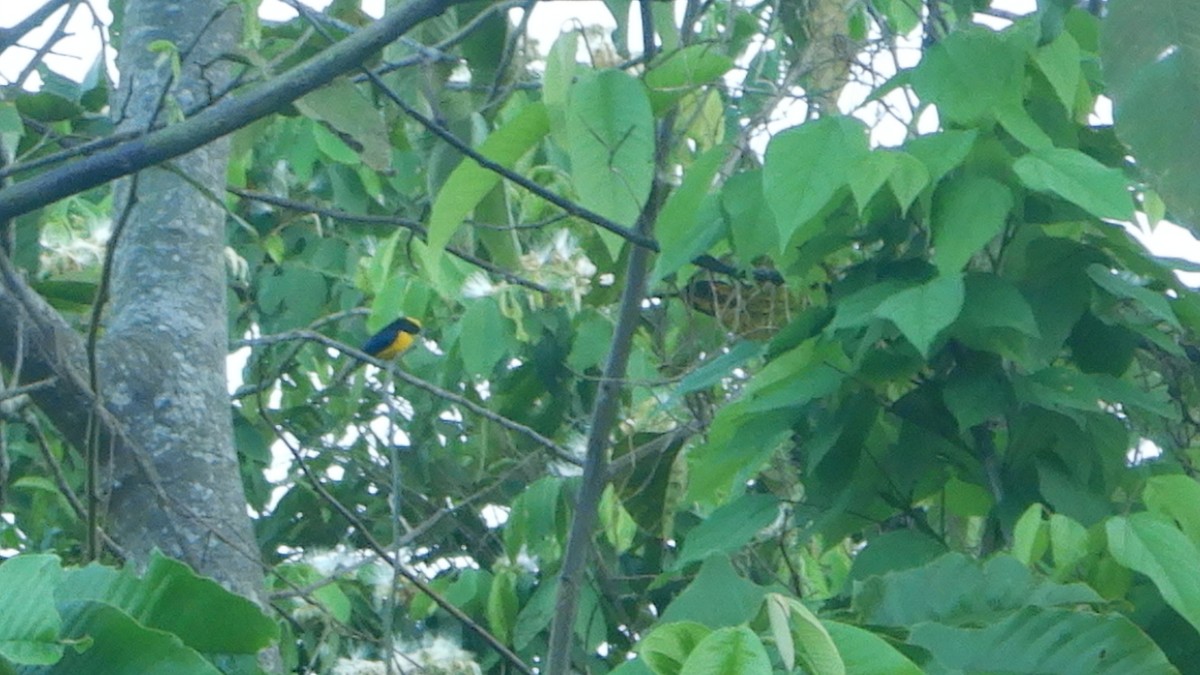 Thick-billed Euphonia - ML313510761