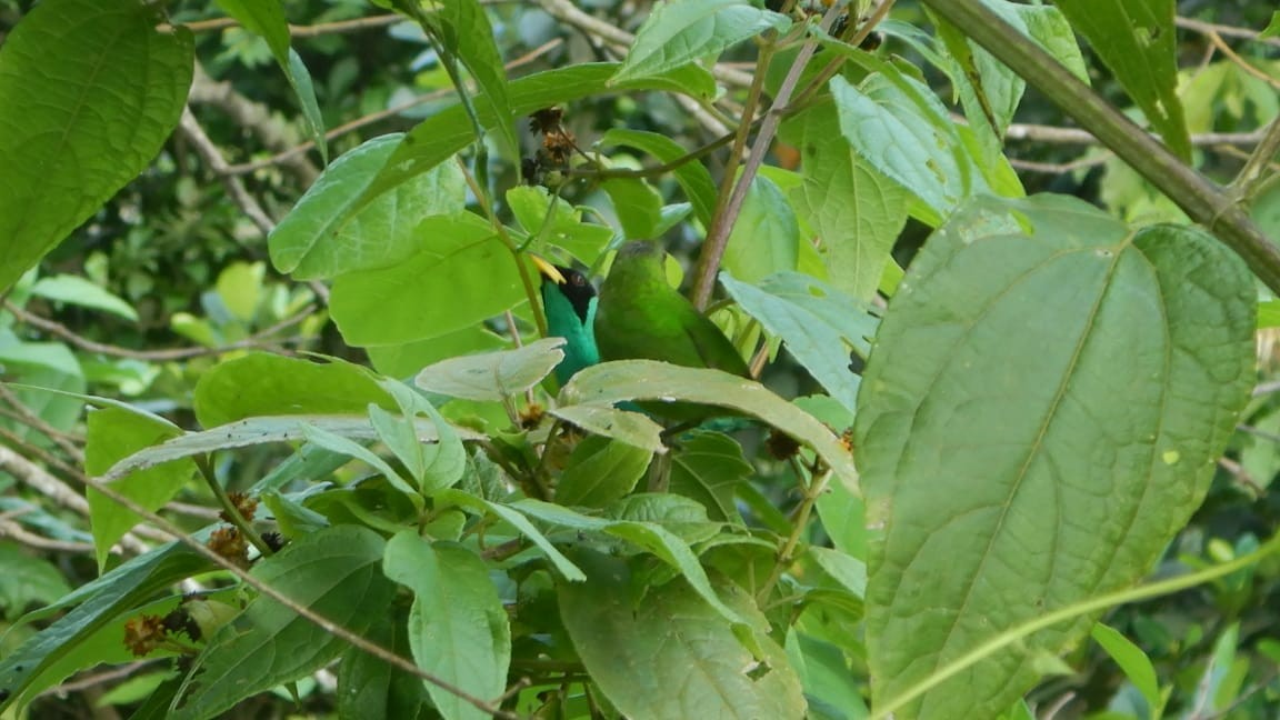 Green Honeycreeper - ML313510841