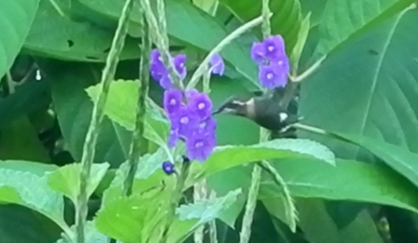 Colibrí Abejorro - ML313511951