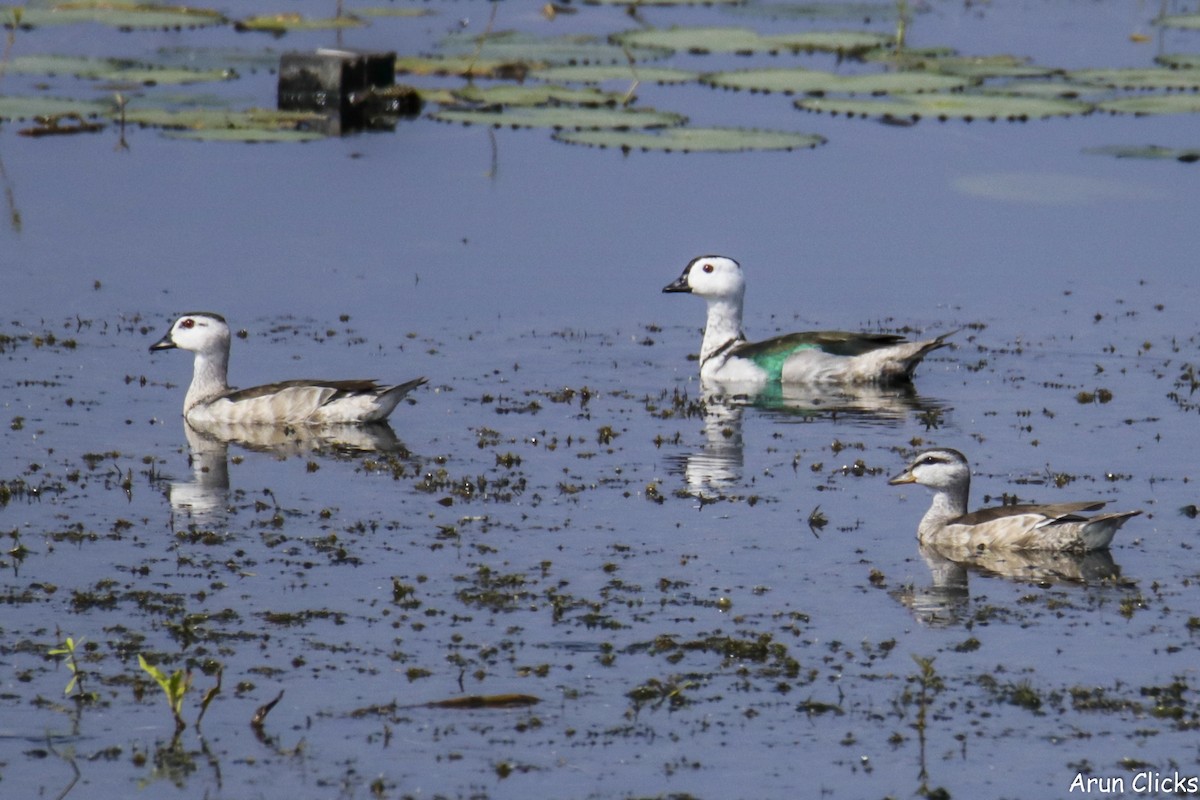 Cotton Pygmy-Goose - arun kumar