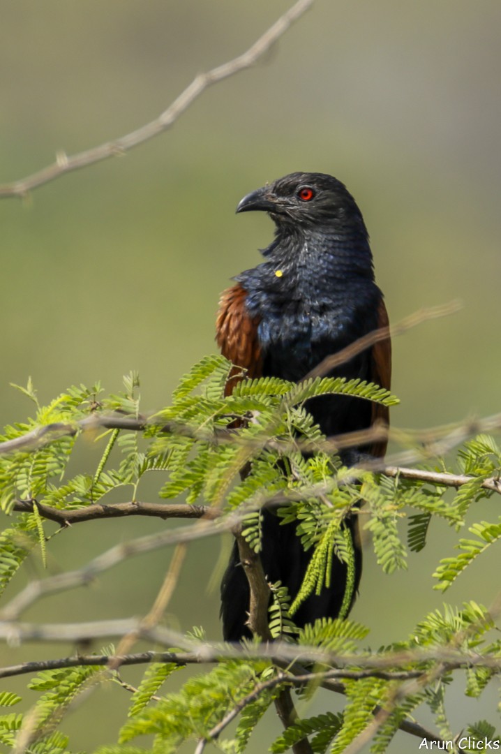 Grand Coucal (parroti) - ML313512491