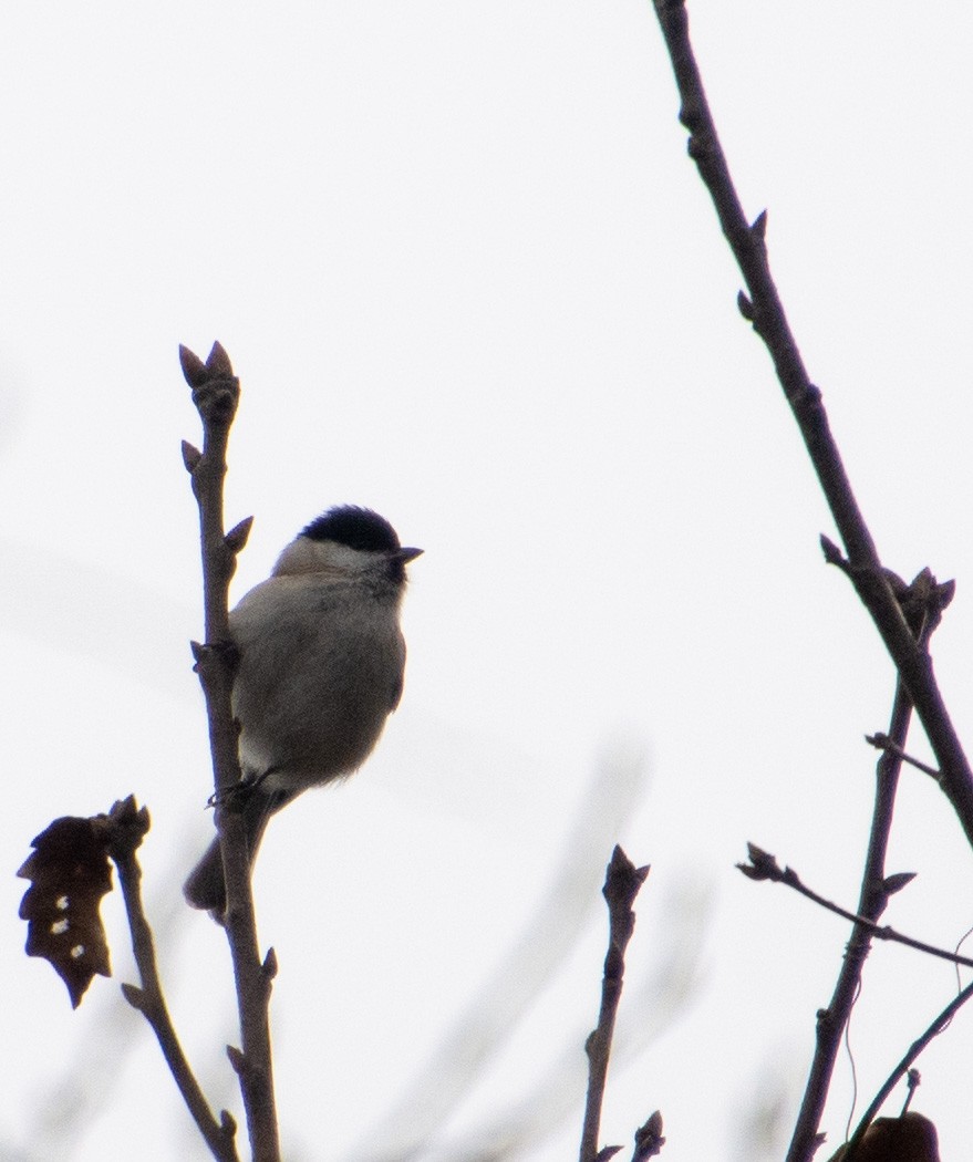Marsh Tit - ML313513681
