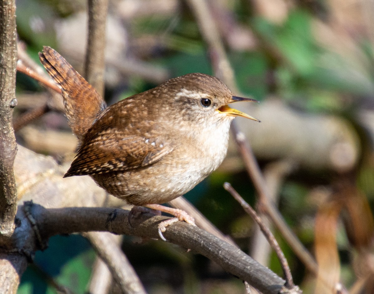 Eurasian Wren - ML313513721