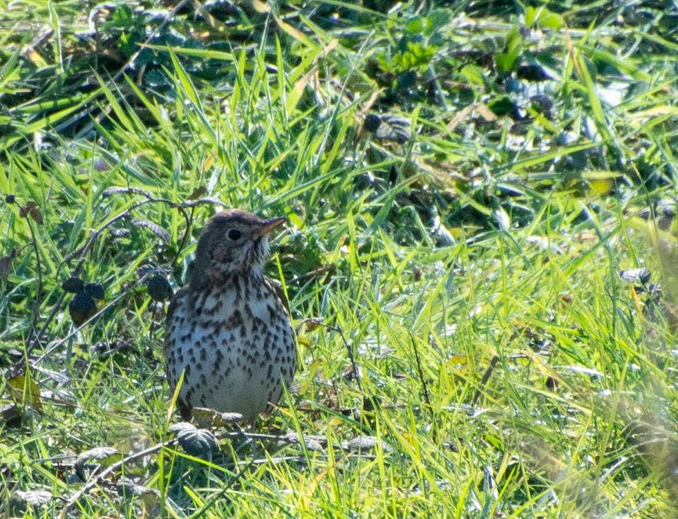 Meadow Pipit - ML313513731