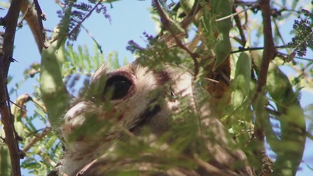 Verreaux's Eagle-Owl - ML313514241