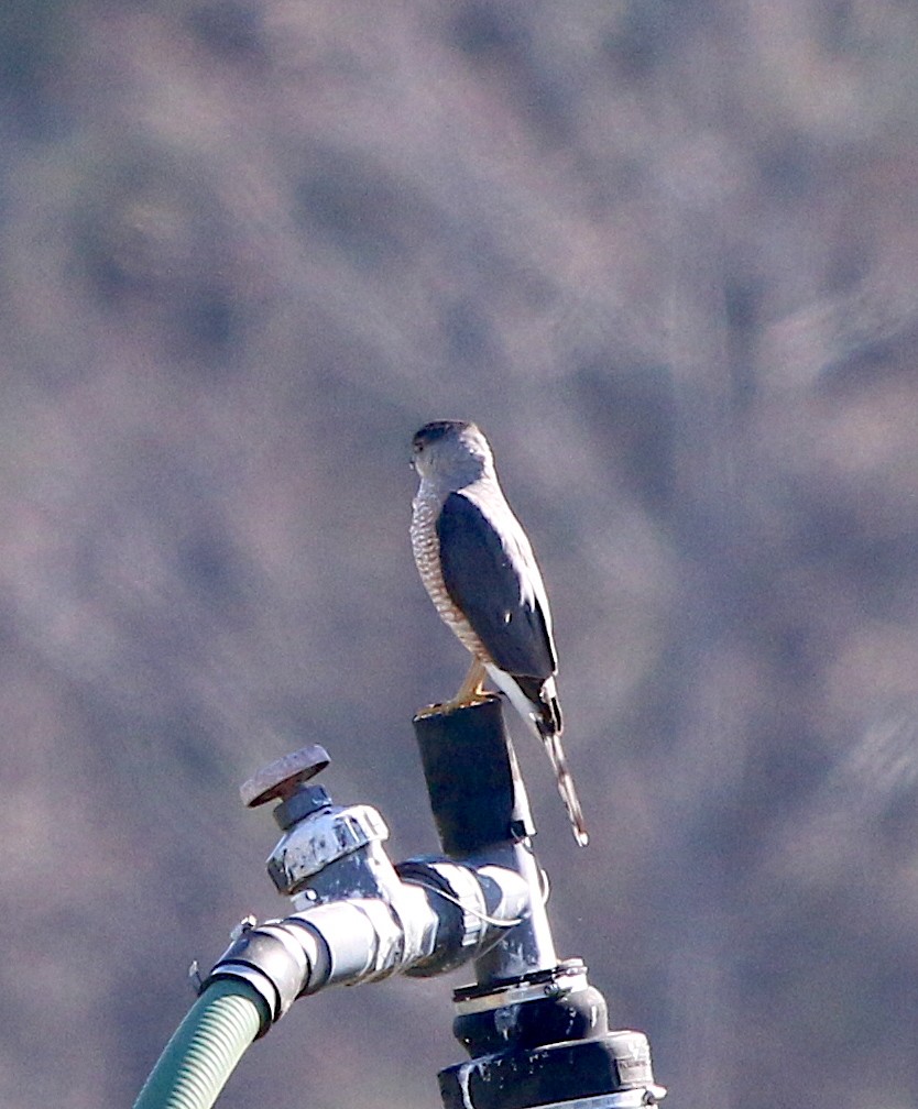 Cooper's Hawk - Lori White