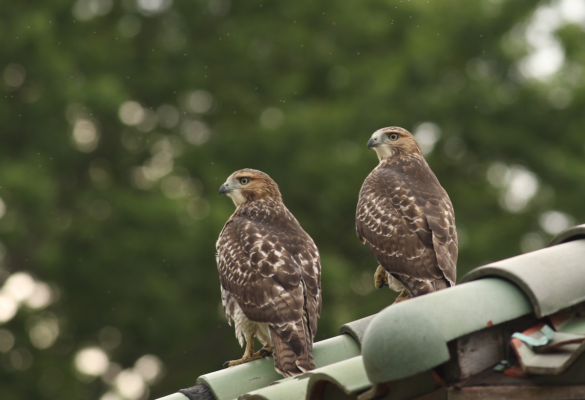 Red-tailed Hawk (borealis) - ML31351601