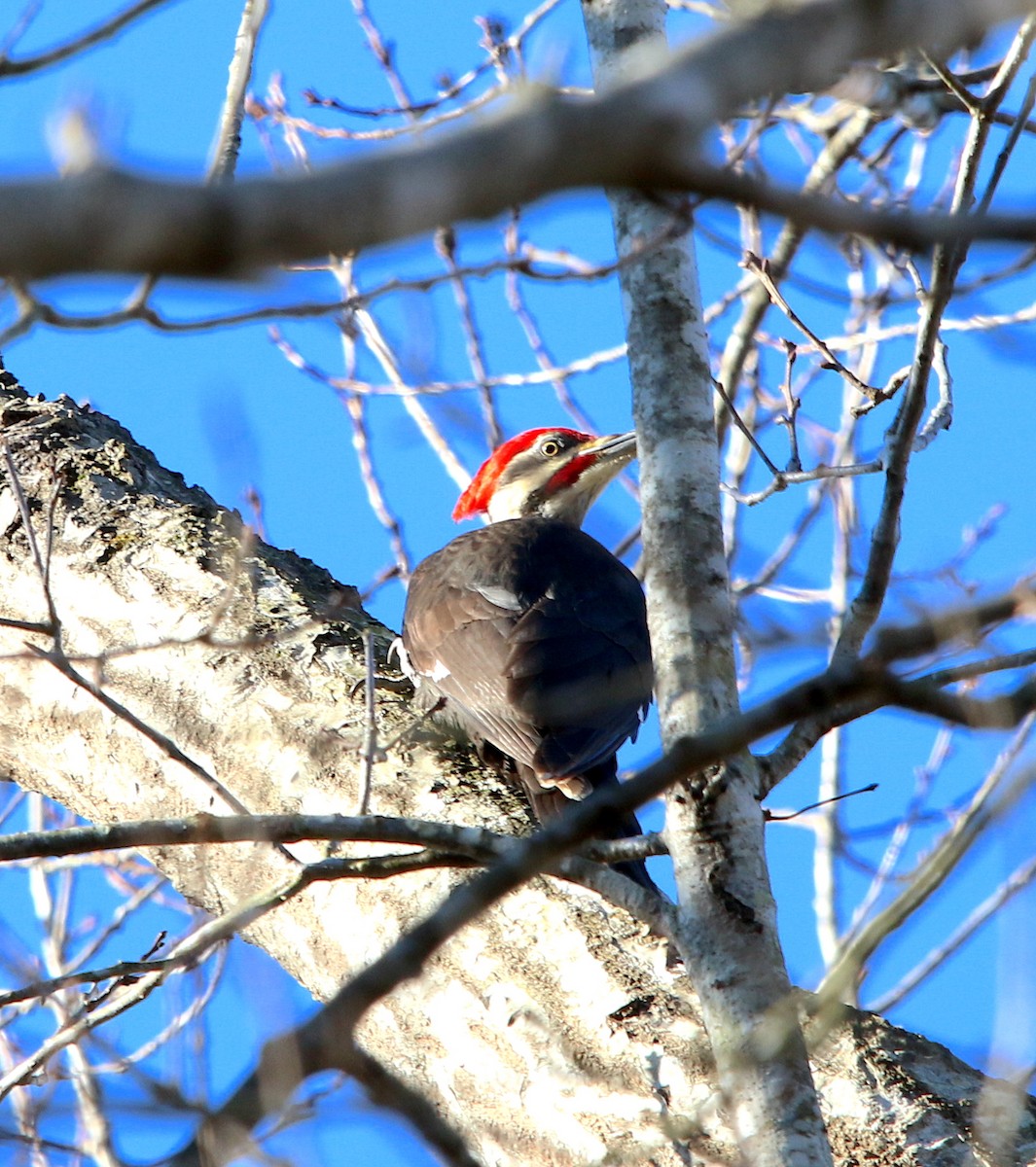 Pileated Woodpecker - Lori White